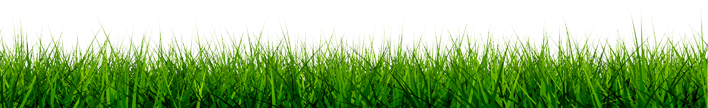 Blij in de wei hondenuitlaatservice Helmond / Brandevoort gras