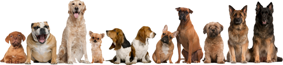 Blij in de wei hondenuitlaatservice Helmond / Brandevoort honden